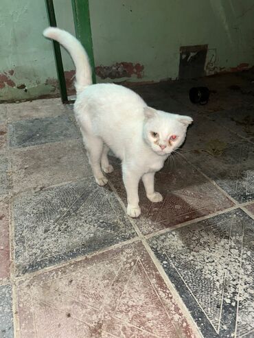 купить котенка бесплатно: Шотландская, Самка, Самовывоз