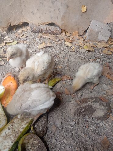 сколько стоит 1 кг домашних пельменей: Продам цыплят дакан 5 шт фото родителей в конце at lalafo.kg сколько стоит 1 кг домашних пельменей: Продам цыплят дакан 5 шт фото родителей в конце