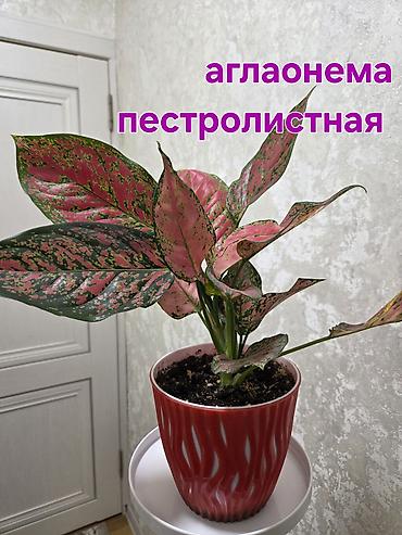 Аглаонемы: Аглаонема пестролистная (разные сортовые формы с розово‑зелёной — 3