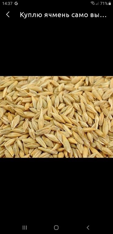 Животные: Продаю ячмен 2 тоны по 19 отдам смешаный пшеницой