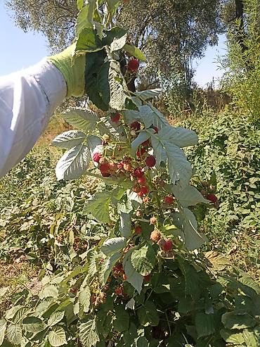 Продажа участков: 4500 соток — 9