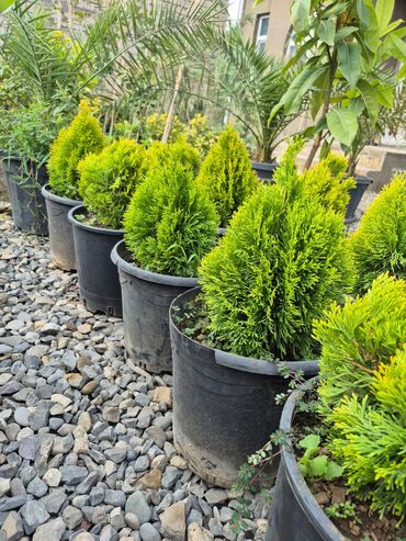 kok saplar: Bağ və landşaft üçün iynəyarpaqlı dekorativ bitkilər - Thuja