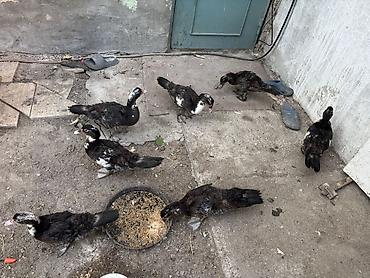 ördek fiyatları: Lal ordek 3 ayliq 1 i 15 manat 7 eded qalib — 2