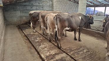 Коровы, быки: Продаю | Корова (самка), Бык (самец) — 3