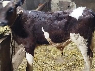 Mal-qara: Salam. Simmental danadir. 4 ay yarımlıqdır. Ünvan Mehdiabaddadir — 3