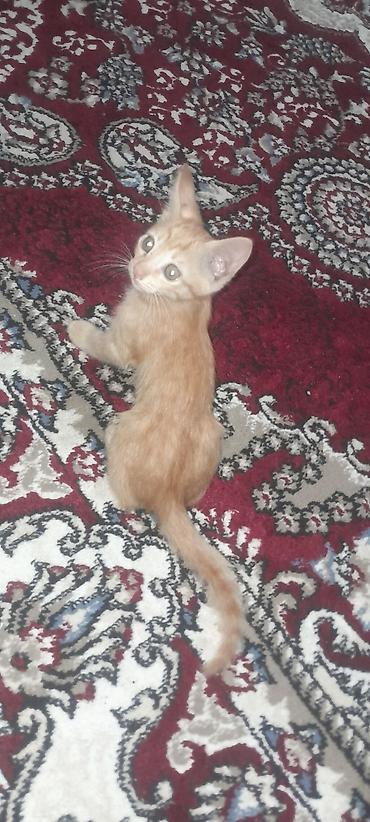 коты белый: Рыжий котёнок с тигровым рисунком на шерсти. Короткошёрстный, с мягкой — 3