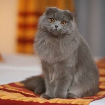 маленький кот: Потерялась кошка́, британская вислоухая длинношорстоя кошка, девочка