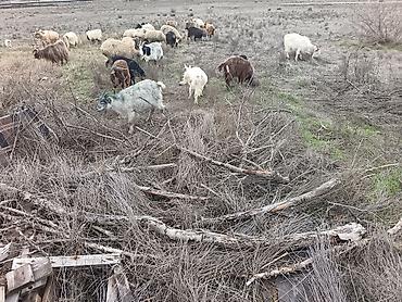 Keçilər, çəpişlər: Çəpiş keçi qoyun sürü və ya tək tək satram. Qiymet ferqlidirMəhsul — 34