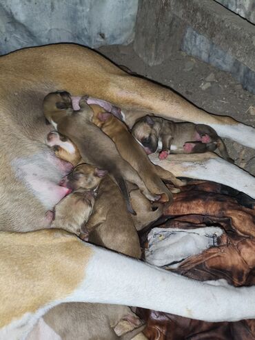 İtlər: Pitbul, 1 ay, Ünvandan götürmə, Rayonlara çatdırılma, Pulsuz çatdırılma — 14
