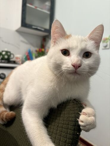 Pişiklər: Türk anqora, Erkək, Yaxşı əllərə — 4