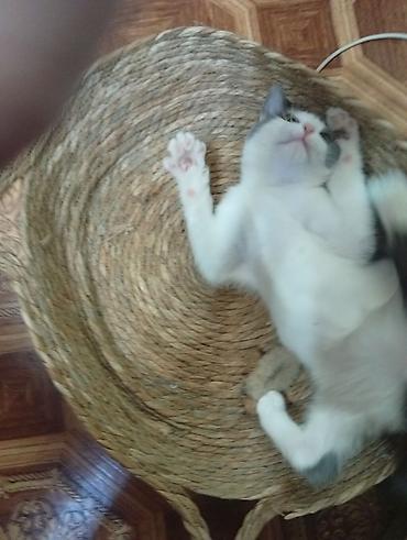 кошка серый: Котёнок домашний, короткошёрстный, окраса биколор: бело‑серый — 2