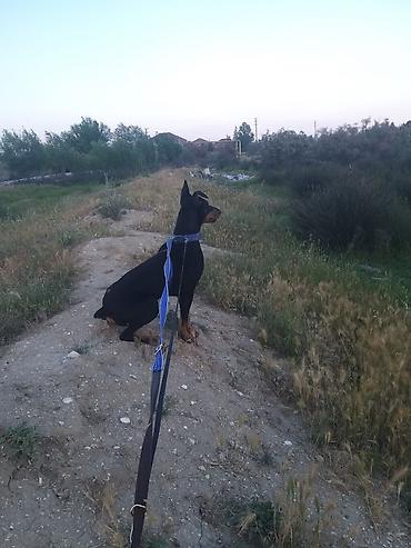 dişi doberman: Doberman, 9 ay, Dişi, Sənədli — 1