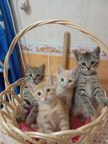 Отдам даром кошку: Кошка даром: Экзотическая, Мальчик