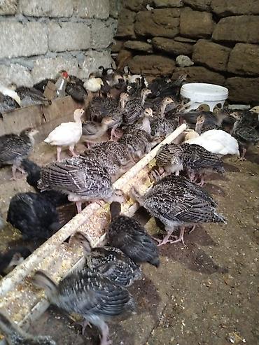 balaca itler: 25 gunluk hinduska balalari cəmi 32 eded var unvan Merdekan, hamisini — 1