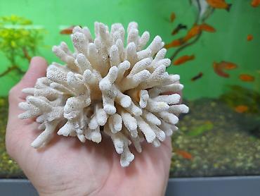 kompressor akvarium: 4 ədəd akvarium koralları . Cəmi = 40 azn şəkillərə baxın. ünvan  — 1