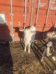 продажа домашних животных: Сатам | Эчки (ургаачы) | Аргын, Заанен | Көбөйтүү үчүн, Сүт алуу үчүн