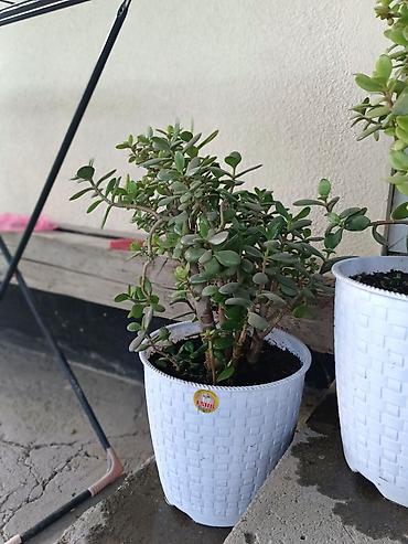 толстянка: Толстянка (Crassula ovata, денежное дерево) в декоративном кашпо. - — 3