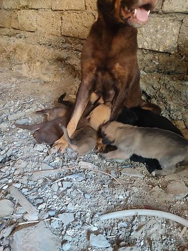erkek it adlari: Zvonok, 1 ay, Dişi — 9