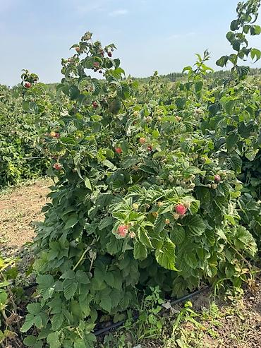 Малина: Малина — 6