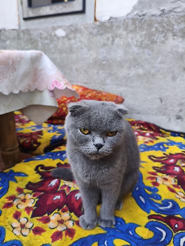 кошка вислоухая: Шотландская вислоухая кошка (Scottish Fold), окрас: сплошной голубой — 2