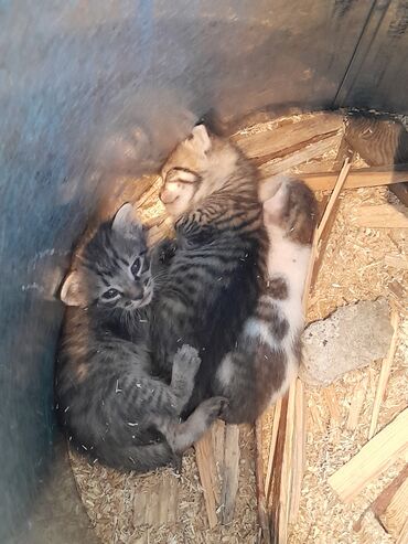 домик для кошки купить: Отдам кошку с 3 котятами в связи обстоятельствами. отдам даром и
