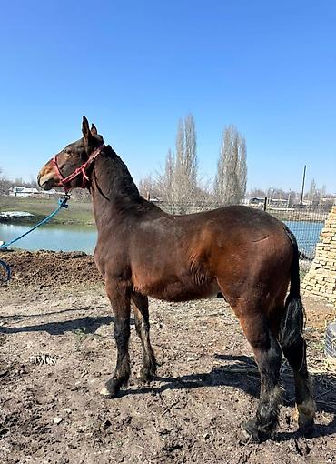 Лошади, кони: Продаю | Конь (самец), Жеребенок | Для разведения, Конный спорт at lalafo.kg — 9 Лошади, кони: Продаю | Конь (самец), Жеребенок | Для разведения, Конный спорт — 9