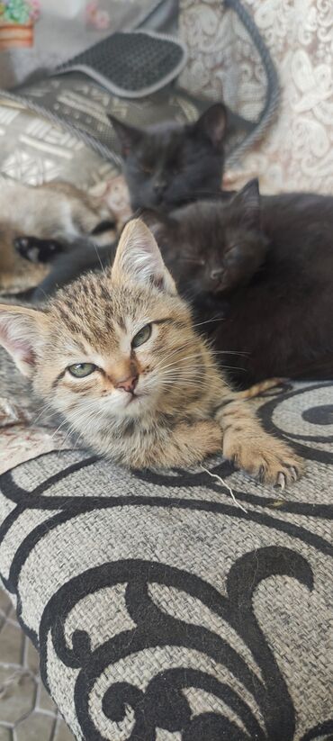 мейн кун бишкек 😺 питомник lyubushka 🐈 купить котенка 🐾 цена фото: Отдам даром.В хорошие руки.Котята, помёт из 6 малышей. - Окрас: двое