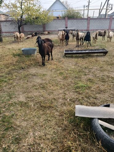 купить горох кормовой: Сатам | Ургаачы кой (ургаачы) | Көбөйтүү үчүн | Ургаачы