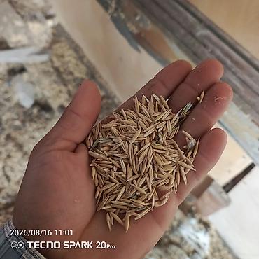 ucuz su cənləri: Təbii yulaf toxumu - Növdə: Yulaf (Avena sativa) toxumu - Tətbiq — 1