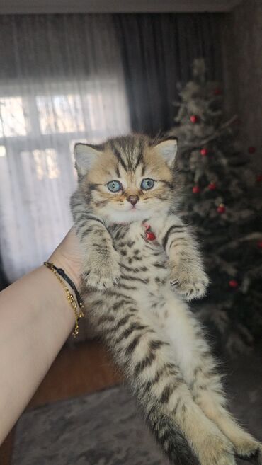 Pişiklər: Britan — 2