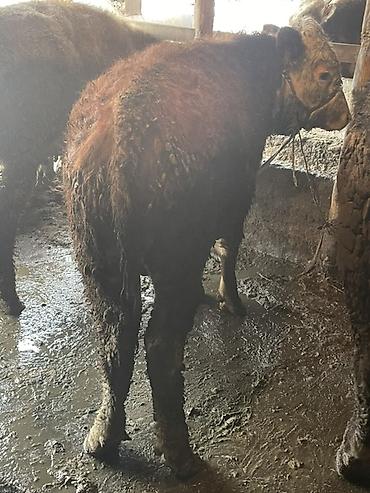 Коровы, быки: Продаю | Бык (самец) — 8