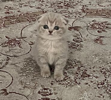 Pişiklər: Şotland yastı qulaq, Dişi, Yaxşı əllərə, Ünvandan götürmə, Pulsuz çatdırılma, Ödənişli çatdırılma — 6