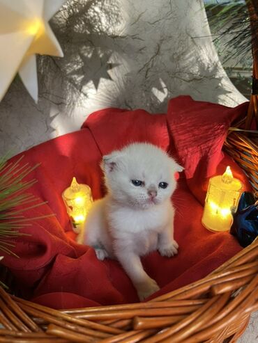 Pişiklər: Britan, Erkək, Dişi — 21