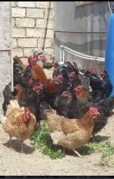 kuçinka toyuqları: Курица, Broyler, Для яиц, Самовывоз