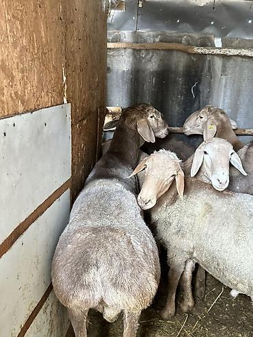 Баран, овца: Продаю | Баран (самец) | Арашан — 3
