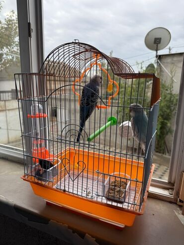 вольер для кота: Budaqlı quş qəfəsi və aksesuarları - Material: metal barmaqlıqlar