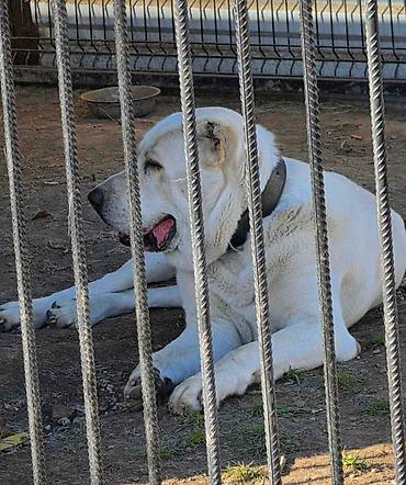 bulldog: Vrhunski A Z I J A T za parenje Azijat 3 godine sa 51 izlozbom i — 3