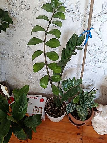 ev bitkisi: Zamioculcas (ZZ bitkisi) – dekorativ ev bitkisi - Boy: təxminən 70–90 — 3