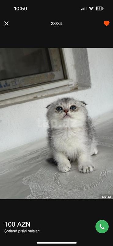 Pişiklər: Şotland, Erkək, Dişi, Yaxşı əllərə, Ünvandan götürmə, Pulsuz çatdırılma, Ödənişli çatdırılma — 3