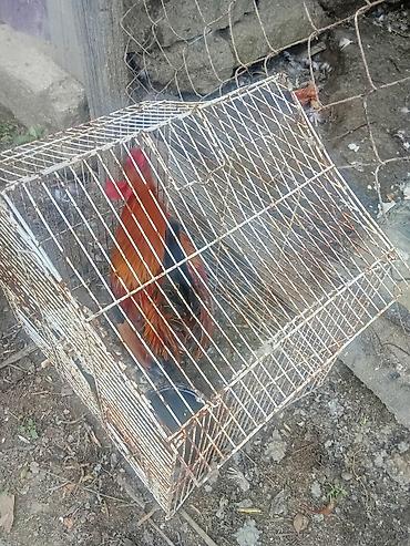 qus iran: Spanka xoruz satılır tam saglamdiisteyen maraqlana bilər munasibdi — 3