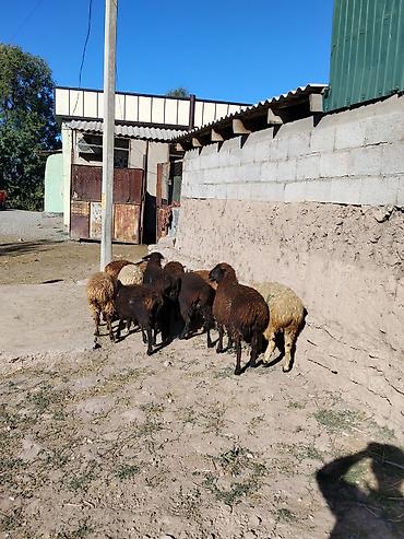 кукуруза цена бишкек: Продаю | Овца (самка), Ягненок — 3