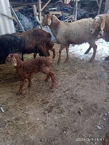 Баран, овца: Продаю | Баран (самец) | Для разведения | Матка — 3