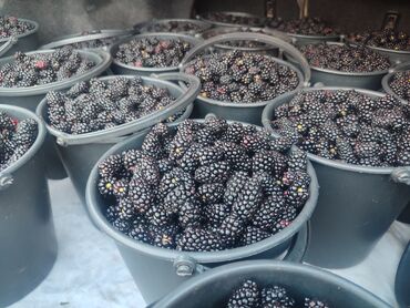 Ежевика: Ежевика — 10