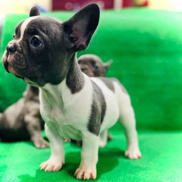 Psi: Štenci francuskog buldoga egzotične plave boje bez tigrine, veseli — 2