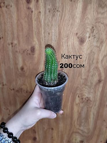 Другие комнатные растения: Комнатные растения — саженцы и черенки. 1) Живое дерево (лечебное) — — 12