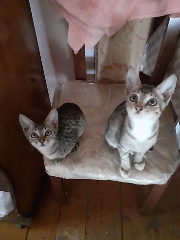 bala pisiklər: Lənkəranda etibarlı əllərə iki bala pişiklər🐈🐈🐈sahibləndirilir.Şirin — 1