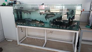 Аквариумы: Аквариумы на заказ под форель и для дома! делаю ремонт а так-же — 2