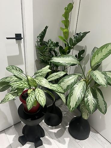 Драцены и Сансевиерии: Адаптированные пересаженные в горшках. Сансеvierия (Sansevieria — 7