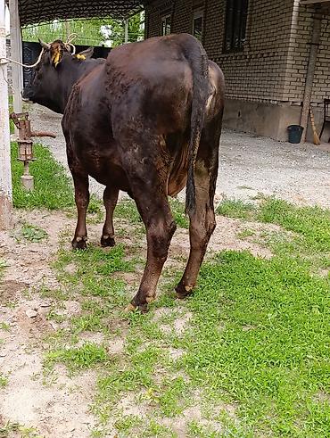 Коровы, быки: Продаю | Корова (самка) — 10