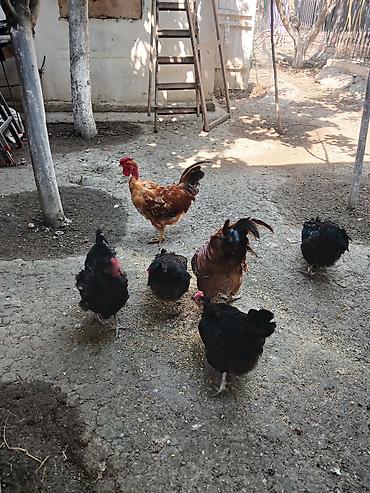 quş: Yumurtlayan toyuqlar, xoruzlar, çolpalar, 1 aylıq cücələrdə var — 7